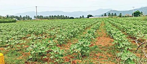 கடத்தூர் அருகேயுள்ள ஆத்தூர் பகுதியில் பருத்தி செடி செழித்து வளர்ந்துள்ளது.