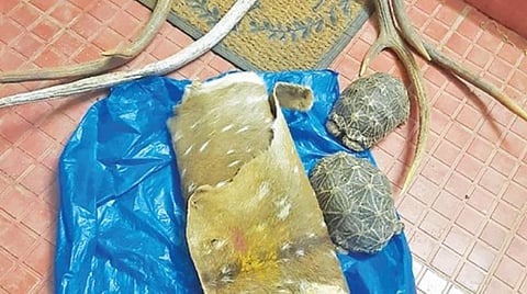 என்எல்சி துணை செயற்பொறி யாளர் வீட்டில் இருந்து வனத் துறையினர் பறிமுதல் செய்த மான் கொம்புகள், மான் தோல் மற்றும் 2 நட்சத்திர ஆமைகள்.