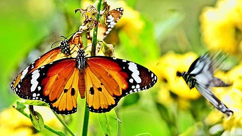 கோவை - வெள்ளலூர் குளக்கரையில் அமைகிறது பட்டாம்பூச்சி பூங்கா