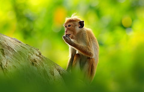 கோப்புப்படம்