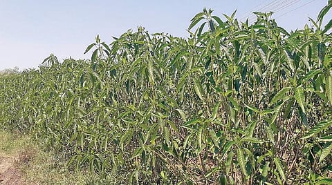 திண்டுக்கல் அருகே மாற்றி யோசிக்கும் விவசாயிகள் - ஆடா தொடா மூலிகைச் செடி பயிரிடுவதில் ஆர்வம்