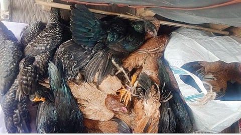 ஓசூரிலிருந்து பெங்களூருவுக்குப் பேருந்தில் விற்பனைக்குச் சென்ற நாட்டுக் கோழிகள்.