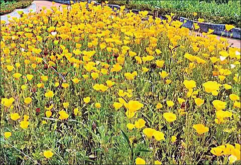 கொடைக்கானல் பிரையன்ட் பூங்காவில் பூத்துள்ள பாப்பி மலர்கள்.