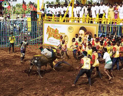 தமிழக முதல்வரின் பிறந்த நாளை முன்னிட்டு மதுரை சத்திரப்பட்டியில் இன்று நடந்த ஜல்லிக்கட்டு போட்டி | படங்கள்: நா.தங்கரத்தினம்