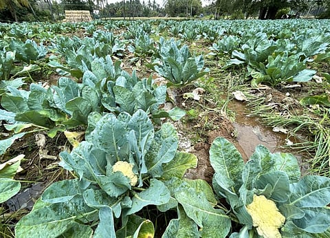 பழநியில் காலிஃபிளவர் பூ ரூ.15-க்கு விற்பனை - விவசாயிகள் மகிழ்ச்சி