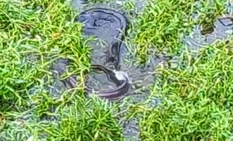 ராட்சத ஆப்பிரிக்க கெளுத்தி மீன்