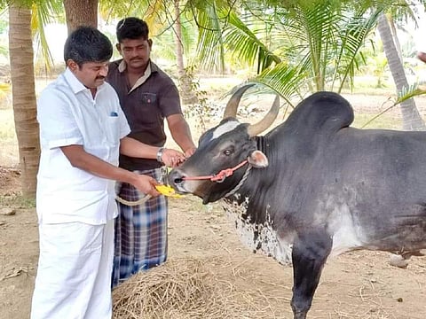 காயம் அடைந்த கருப்புக் கொம்பனுடன் முன்னாள் அமைச்சர் சி.விஜயபாஸ்கர்.