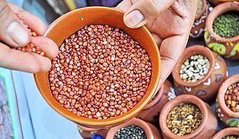 நீலகிரி மாவட்டத்தில் அரிசி குடும்ப அட்டைதாரர்களுக்கு இன்று முதல் 2 கிலோ கேழ்வரகு விநியோகம்