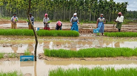 தேசிய ஊரக வேலை உறுதி திட்டத்தால் ஆட்கள் தட்டுப்பாடு: அரசு ஊழியர்களை வேலைக்கு அழைத்த விவசாயி