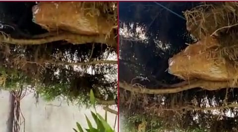 கர்நாடகாவில் காங்கிரஸ் வேட்பாளரின் சகோதரர் வீட்டில் சோதனை - மரத்தில் மறைத்து வைக்கப்பட்டிருந்த ரூ.1 கோடி பறிமுதல்