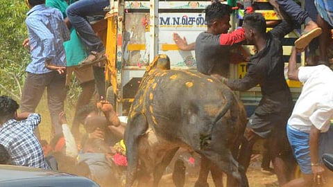 புதுக்கோட்டை - அரிமளம் அருகே மஞ்சுவிரட்டில் காளைகள் முட்டியதில் காவலர் உட்பட 2 பேர் உயிரிழப்பு