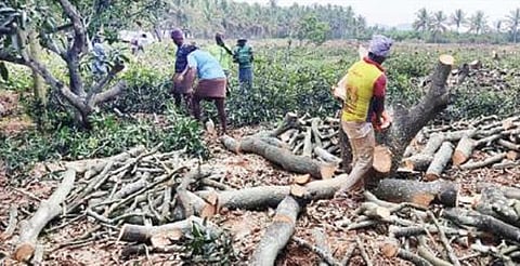 மகசூல் பாதிப்பு காரணமாக போச்சம்பள்ளி அருகே விருப்பம்பட்டி கிராமத்தில் உள்ள தோட்டத்தில் மா மரத்தை வெட்டி அகற்றும் பணியில் ஈடுபட்டுள்ள விவசாயத் தொழிலாளர்கள்.