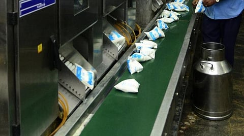 பால் உற்பத்தியை அதிகரிக்க கடன் உதவியுடன் 2 லட்சம் ஜெர்சி மாடுகள் வழங்கும் ஆவின்