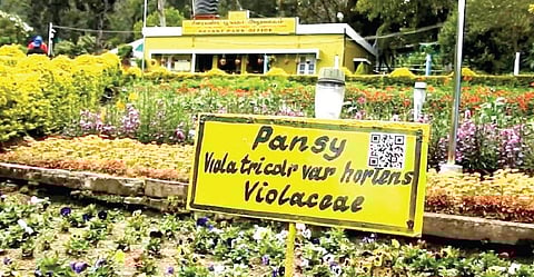 கொடைக்கானல் பிரையன்ட் பூங்காவில் பூவின் பெயர் பலகையில் ஒட்டப்பட்டுள்ள க்யூஆர் கோடு.