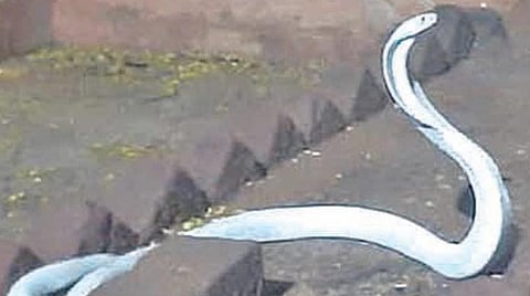 கோவை குறிச்சி பகுதியில் மீட்கப்பட்ட வெள்ளை நாகப் பாம்பு.