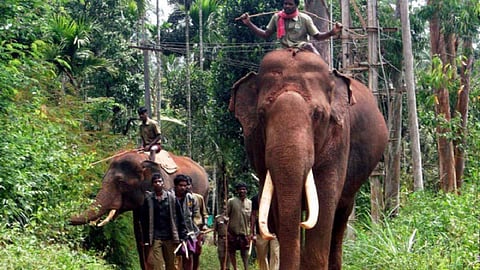 கருப்பனை பிடிக்கும் பணி தீவிரம்: கும்கி யானைகள் மீண்டும் வரவழைப்பு