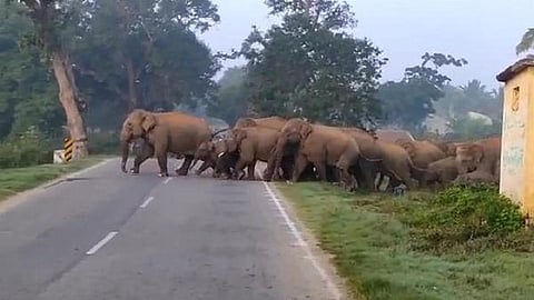 தமிழக - ஆந்திர எல்லையில் நடமாடும் யானைகள் கூட்டம்