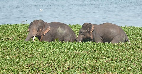 கிருஷ்ணகிரி நகரையொட்டியுள்ள தேவசமுத்திரம் ஏரியில் முகாமிட்டுள்ள இரு யானைகள்.