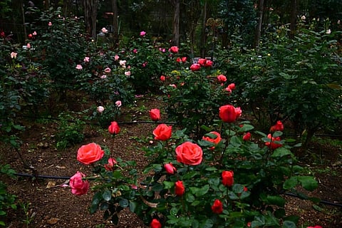 கொடைக்கானலில் பல வண்ணங்களில் பூத்துக் குலுங்கும் ரோஜா பூக்கள்!