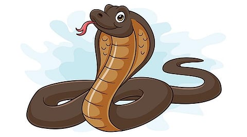 விடை தேடும் அறிவியல் 03: சில உயிரினங்களுக்கு விஷம் எப்படி வந்தது?