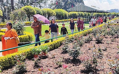 ரோஜா கண்காட்சி தொடங்க உள்ள நிலையில் உதகை பூங்காவில் பூக்காத ரோஜா செடிகள்: சுற்றுலா பயணிகள் ஏமாற்றம்