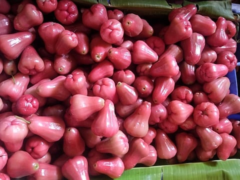 குறைந்த பராமரிப்பில் மருத்துவ குணம் நிறைந்த பன்னீர் நாவல் - சர்க்கரை நோயாளிகளுக்கான ‘வாட்டர் ஆப்பிள்’