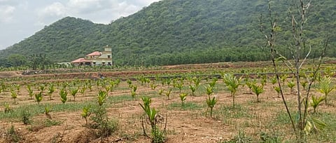 அரூர் அருகேயுள்ள கீரைப்பட்டி அருகில் புதியதாக நடவு செய்யபட்டுள்ள பாக்கு கன்றுகள்.| படம்: எஸ். செந்தில்