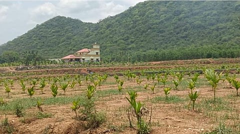 அரூர் அருகேயுள்ள கீரைப்பட்டி அருகில் புதியதாக நடவு செய்யபட்டுள்ள பாக்கு கன்றுகள்.