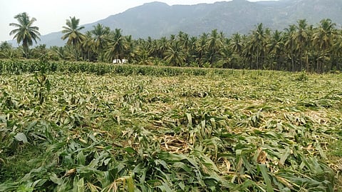 ஒட்டன்சத்திரம், பழநி பகுதியில் சூறாவளி காற்றுடன் பெய்த மழையால் பயிர்கள் சேதம்: விவசாயிகள் கவலை