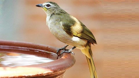 காடும் குழந்தைகளும்