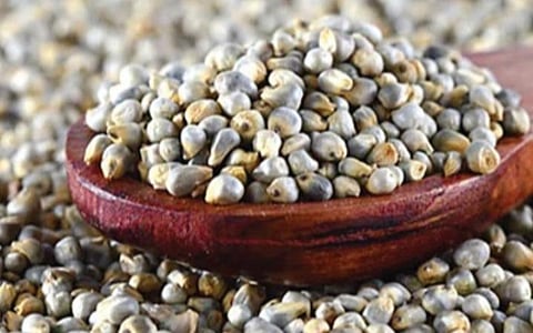 உலக சிறுதானிய ஆண்டு 2023: உடலை பலப்படுத்தும் கம்பு