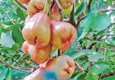 குறைந்த பராமரிப்பில் வளரும் மருத்துவ குணம் நிறைந்த பன்னீர் நாவல் பழம்