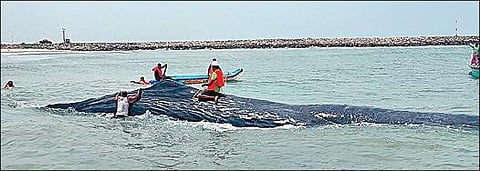 காரைக்காலை அடுத்த வாஞ்சூர் கடற்கரையில் நேற்று கரை ஒதுங்கிய நீல திமிங்கலத்தை மீட்கும் பணியில் ஈடுபட்ட மீனவர்கள்.