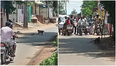 உயிரிழந்த குட்டியை தூக்கி செல்லும் தாய் குரங்கு