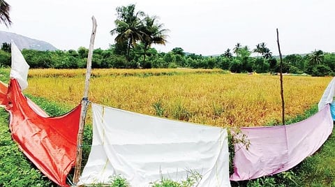 வன விலங்களிடமிருந்து நெற்பயிரைப் பாதுகாக்க சூளகிரி அருகே காளிங்கவரம் கிராமத்தில் உள்ள வயலில் வேட்டி, சேலை மற்றும் துணியால் கட்டப்பட்டுள்ள வேலி.