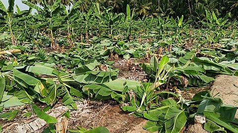 400க்கும் மேற்பட்ட வாழை மரங்கள் வெட்டி சாய்ப்பு