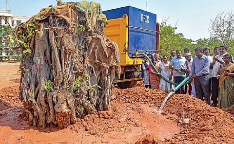 தஞ்சாவூர் ஆட்சியர் அலுவலகத்தில் நேற்று நடப்பட்ட பழமையான ஆலமரத்துக்கு தன்ணீர் ஊற்றும் ஆட்சியர் தினேஷ் பொன்ராஜ் ஆலிவர். படம்: ஆர்.வெங்கடேஷ்