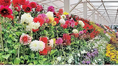 உதகை தாவரவியல் பூங்காவில் பூத்துக் குலுங்கும் மலர்கள்