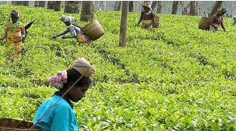 நீலகிரி மாவட்டத்தில் முதல் முறையாக குன்னூரியில் தேயிலை கண்காட்சி - என்ன சிறப்பு?