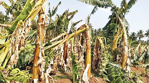 திருப்பூரில் சூறாவளி காற்றுக்கு வாழைகள் சேதத்தால் விவசாயிகள் வேதனை