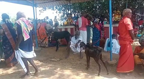 மானாமதுரை அருகே 200 ஆடுகளை பலியிட்டு நேர்த்திக்கடன் செலுத்திய கிராம மக்கள்