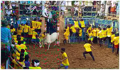 கிருங்காகோட்டையில் நடைபெற்ற ஜல்லிக்கட்டுப் போட்டியில் சீறிப்பாயந்த காளைகள்