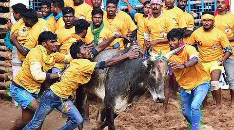 ஜல்லிக்கட்டு தீர்ப்பு: தமிழர் ஒற்றுமைக்குக் கிடைத்த வெற்றி!