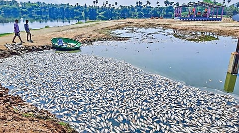 சேலத்தை அடுத்த வீரபாண்டியில் உள்ள கொப்பம் ஏரியில் இறந்து மிதக்கும் மீன்கள்.