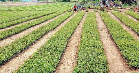 தேன்கனிக்கோட்டை அருகே அகலக்கோட்டை நர்சரியில் வளர்க்கப்படும் பன்னீர் ரோஜா நாற்றுகள்.