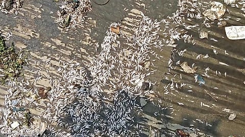 மேட்டூர் அருகே செக்கானூர் கதவணையில் இருந்து தண்ணீர் திறக்கப்பட்டதையடுத்து, காவிரி ஆற்றில் இறந்து கரை ஒதுங்கிய மீன்கள்.