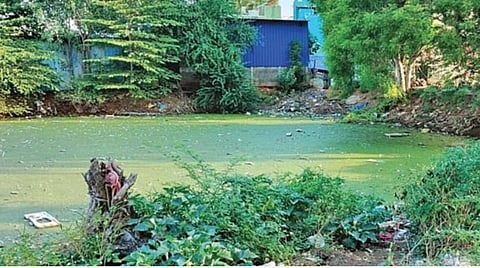 சிவகங்கை ஆவரங்காடு பகுதியில் முறையாக கரை அமைக்கப்படாத லட்சுமிதீர்த்த ஊருணி.