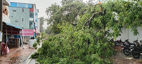 காரைக்குடி பெரியார் சிலை அருகே முறிந்து விழுந்த மரம்.