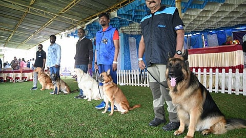 ஏற்காடு கோடை விழா இன்றுடன் நிறைவு: சுற்றுலாப் பயணிகளை கவர்ந்த நாய்கள் கண்காட்சி