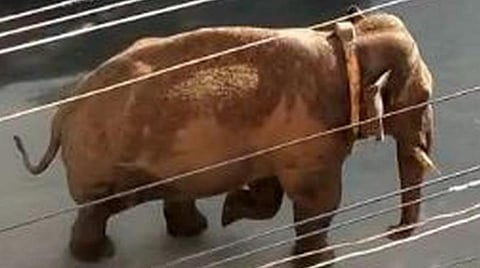 மேகமலையில் இருந்து அடிவாரத்துக்கு இறங்கிய அரிசிக் கொம்பன் யானை - தயார் நிலையில் அதிகாரிகள்